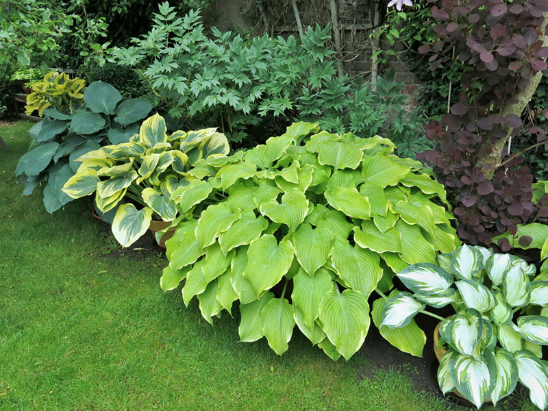 hosta v zahradě