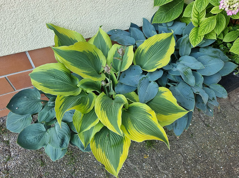hosta atlantis