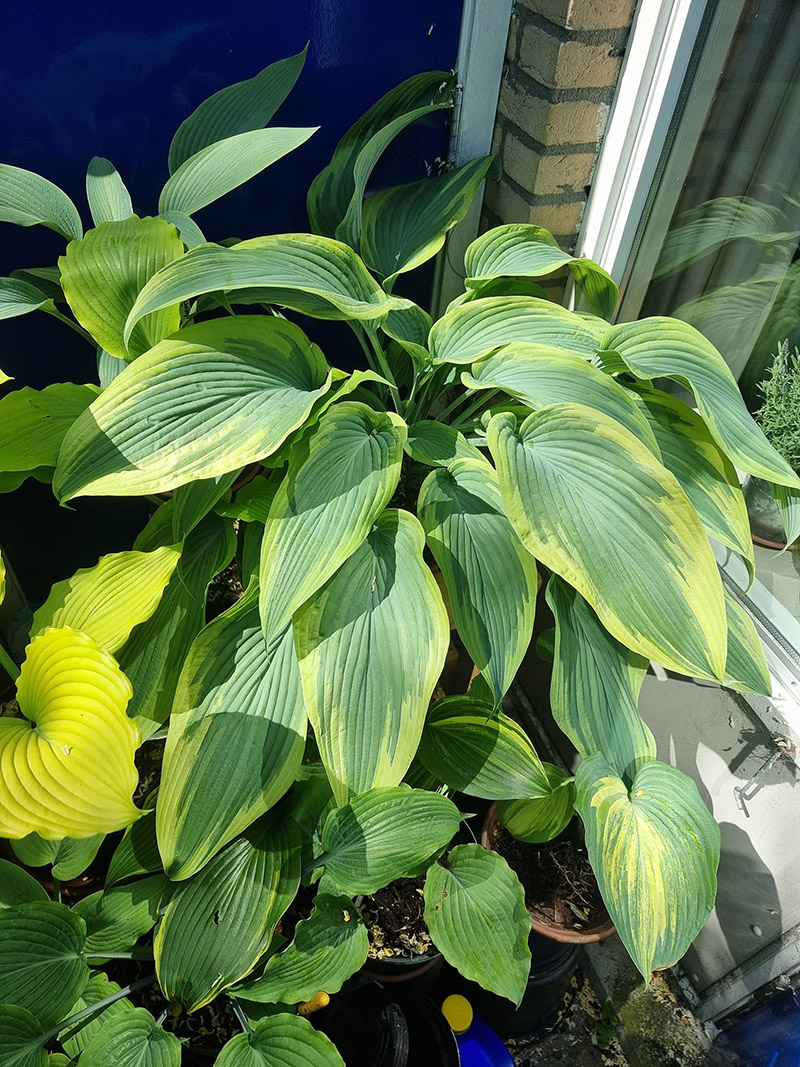 Hosta Valley's Cloudbuster