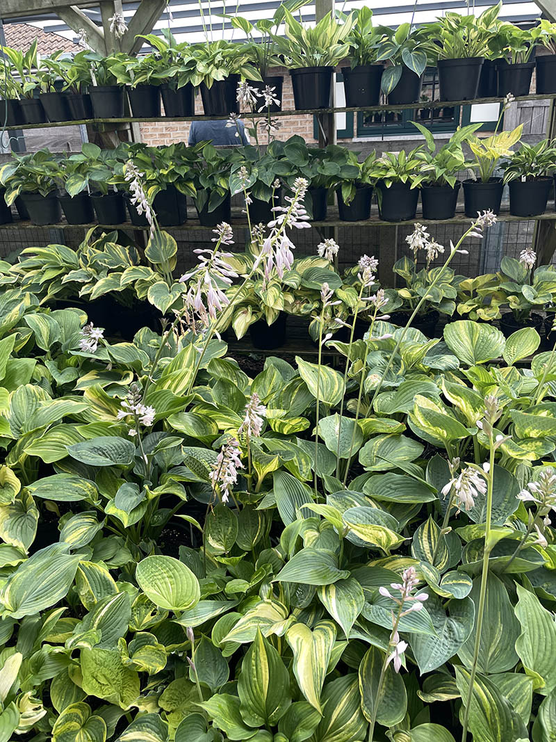 hosta reg&aacute;l