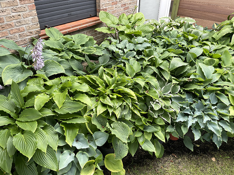 hosta shade garden