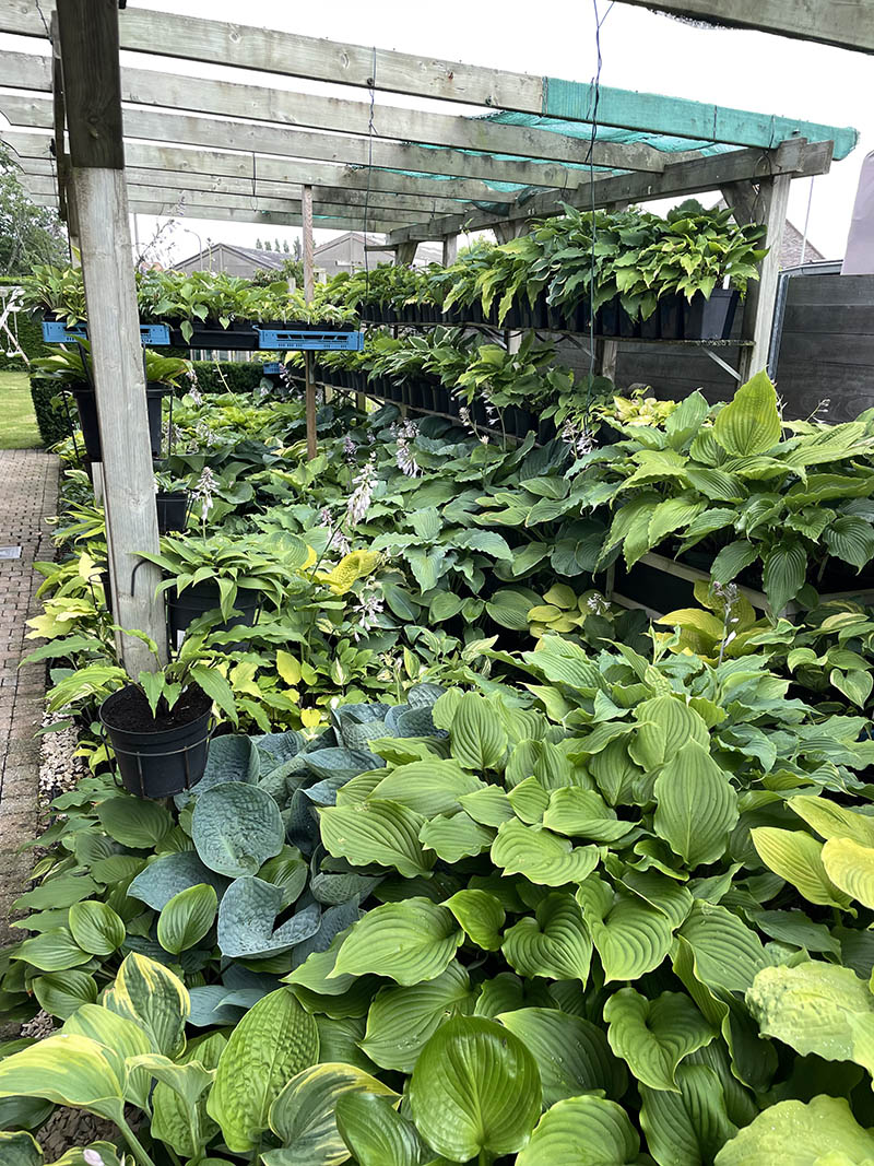 hosta sb&iacute;rka