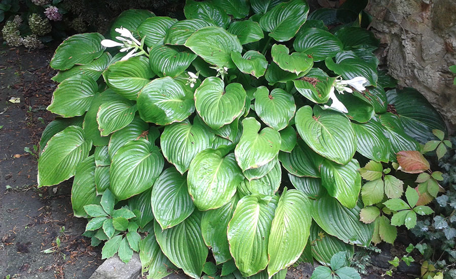 hosta plantaginea