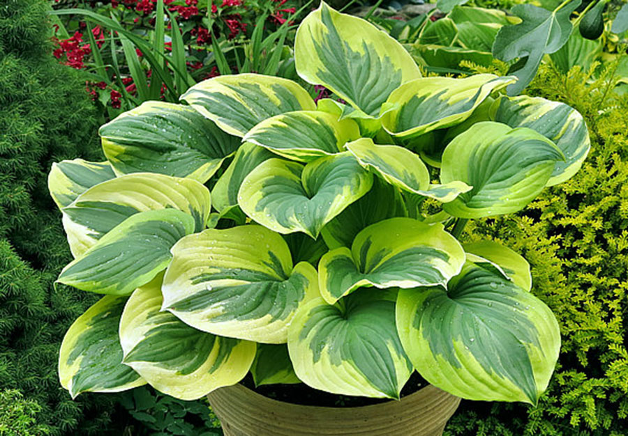 hosta fragrant queen