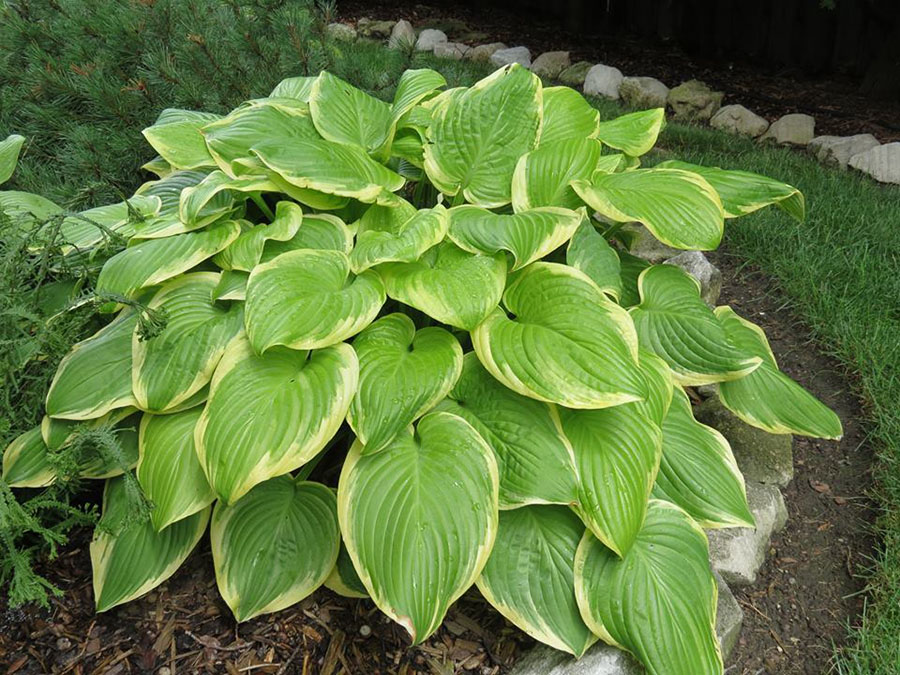 hosta frozen margarita