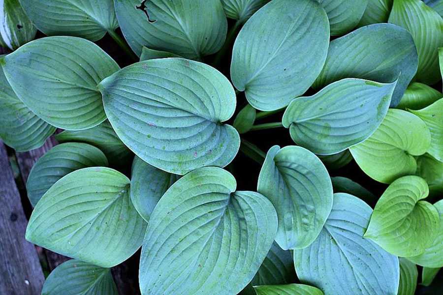 hosta - eurohosta
