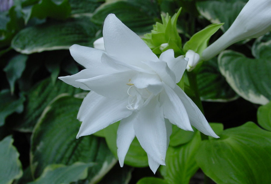 hosta flower