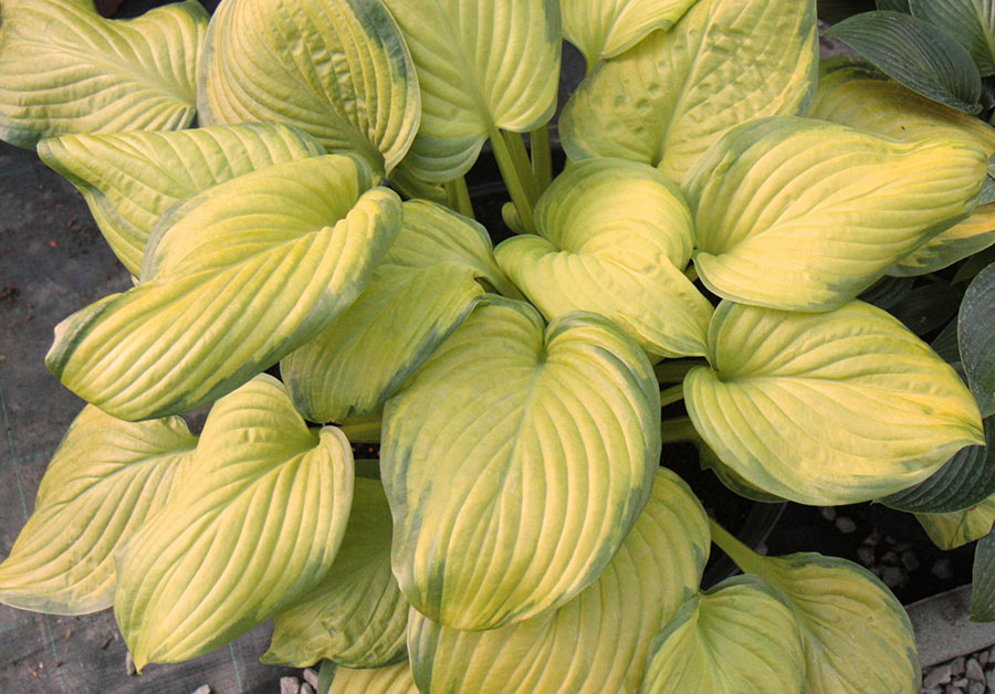 hosta