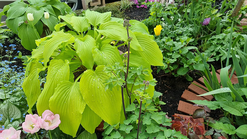 hosta gilt by assotiation