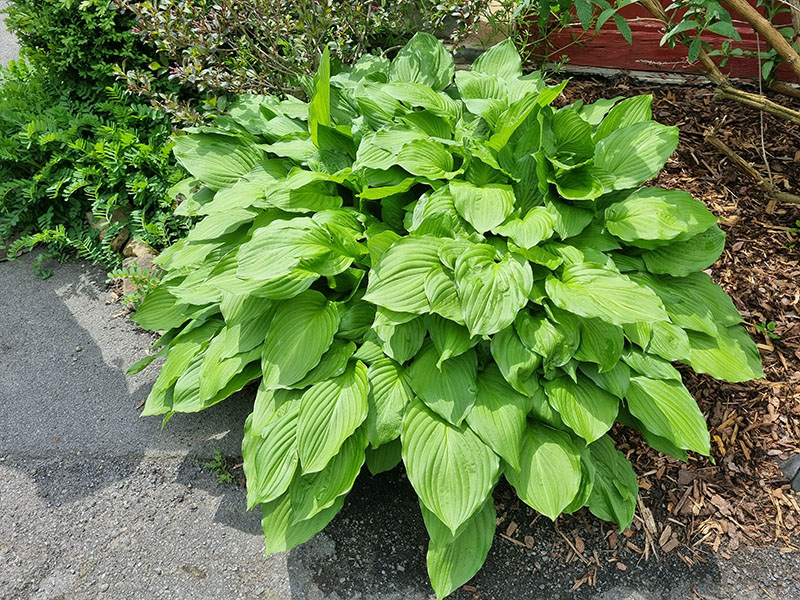 hosta - eurohosta