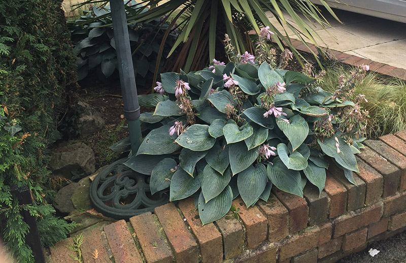 hosta - eurohosta