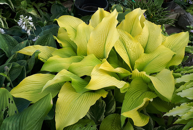 hosta - eurohosta