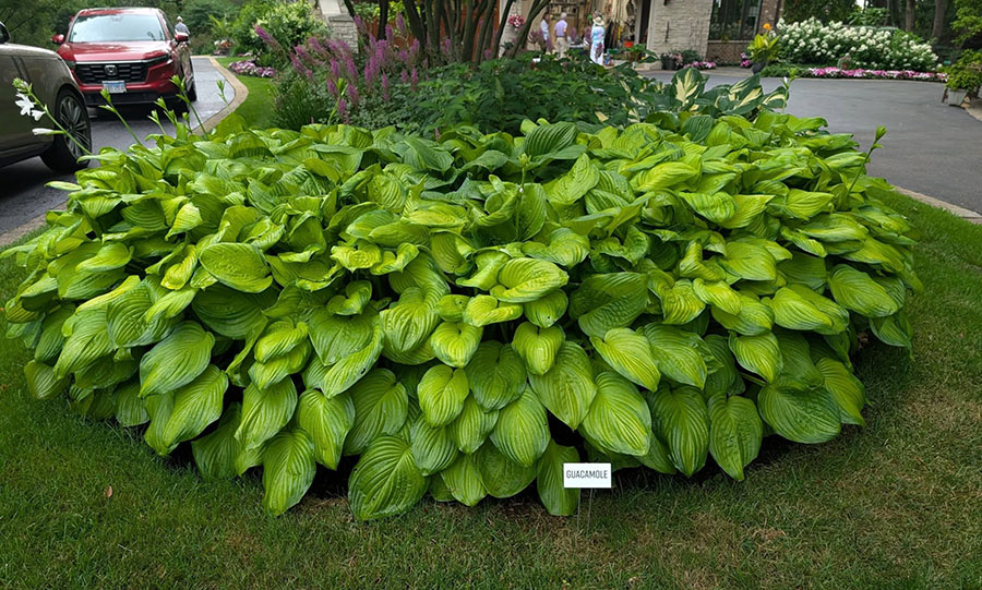 hosta
