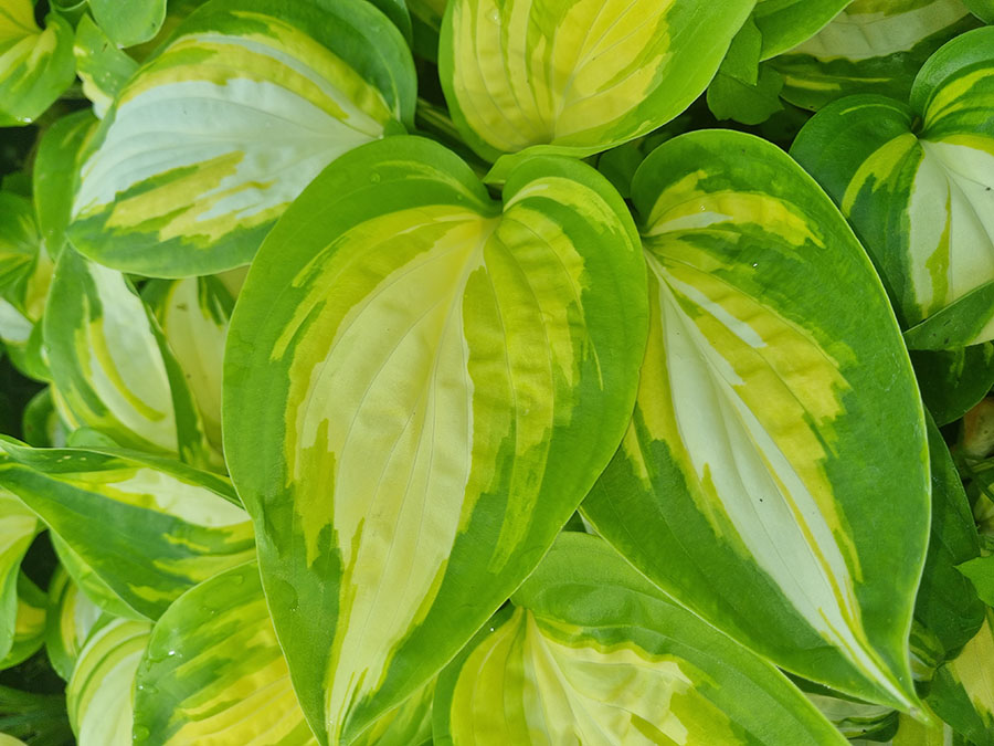 hosta harmony